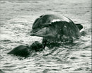 Dingle Dolphin - Vintage Photograph