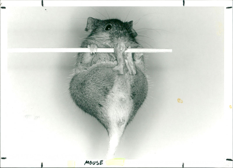 Mouse - Vintage Photograph
