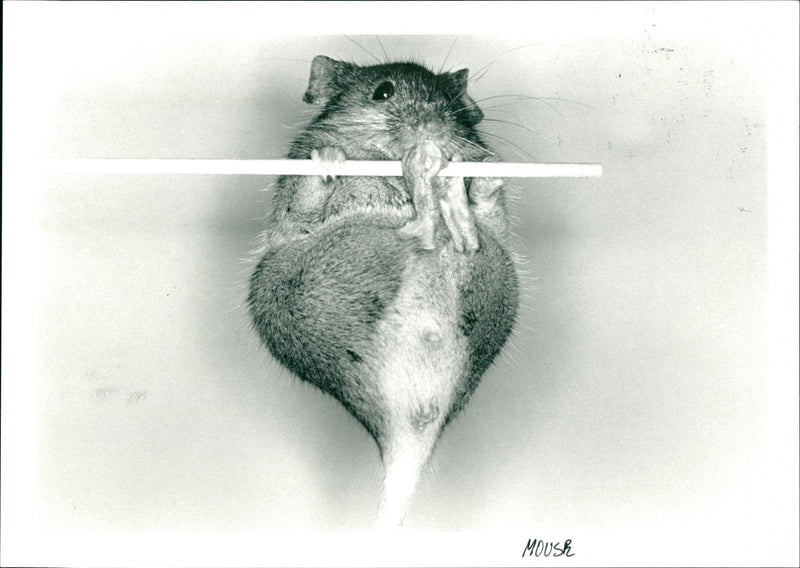 Mouse - Vintage Photograph