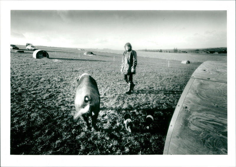 Pigs - Vintage Photograph