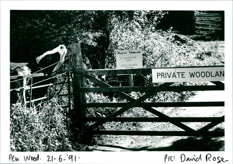 Pen Wood - Vintage Photograph