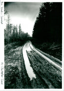 Pen Woods - Vintage Photograph