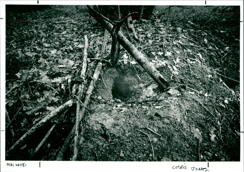 Pen Wood - Vintage Photograph