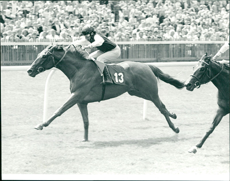 Suhailie Racehorse - Vintage Photograph