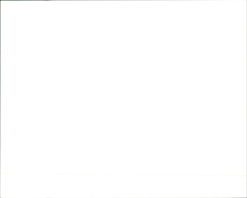 Penguins - Vintage Photograph