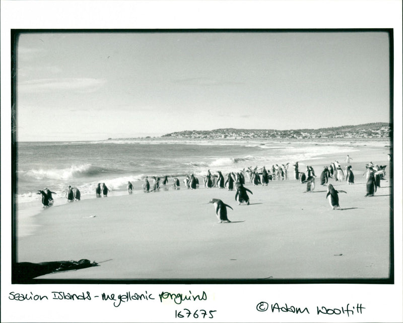 Penguins - Vintage Photograph
