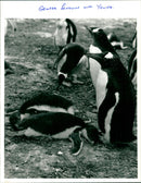 Penguins - Vintage Photograph