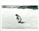 Penguins - Vintage Photograph