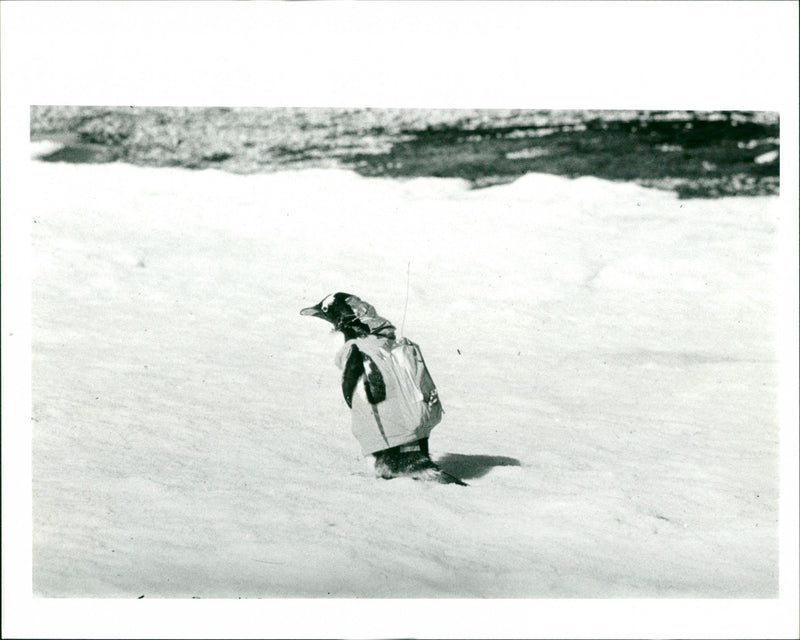 Penguins - Vintage Photograph