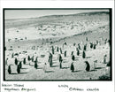 Penguins - Vintage Photograph