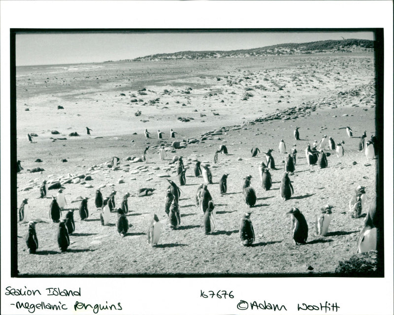 Penguins - Vintage Photograph