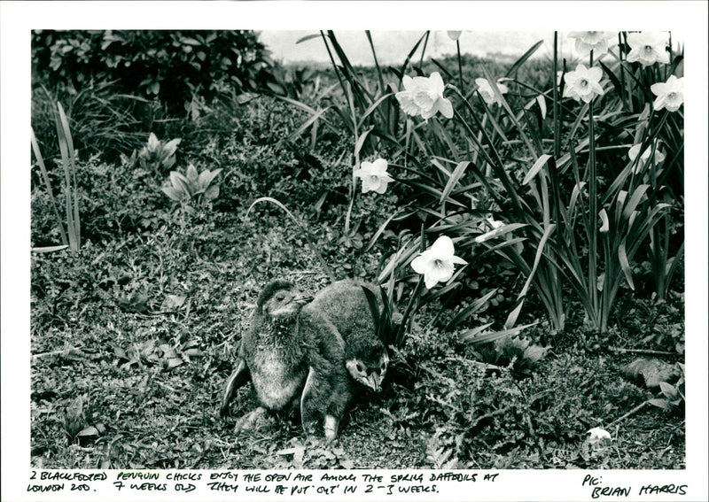 Penguin - Vintage Photograph