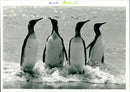 Penguins - Vintage Photograph
