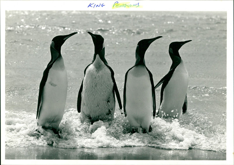 Penguins - Vintage Photograph