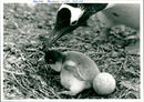 Penguin - Vintage Photograph