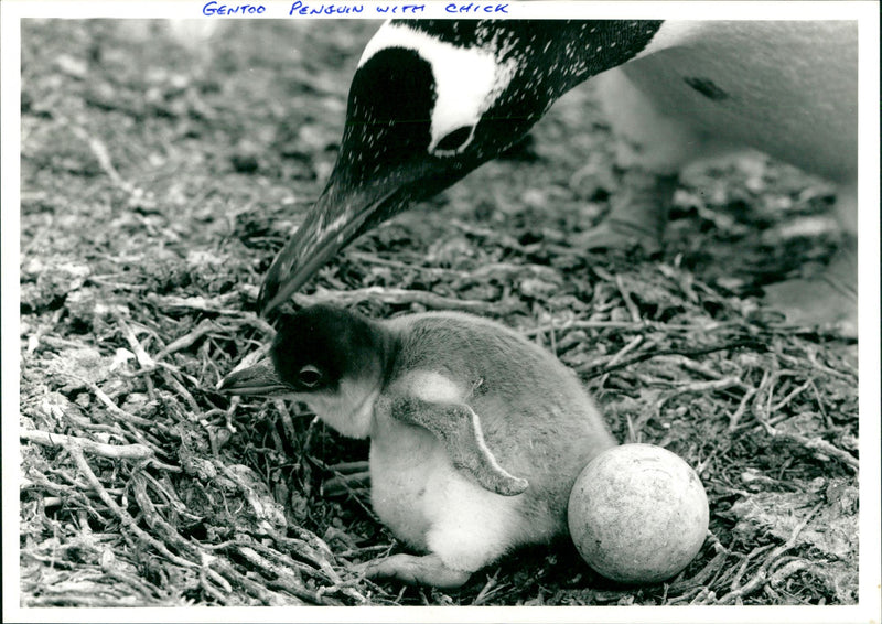 Penguin - Vintage Photograph