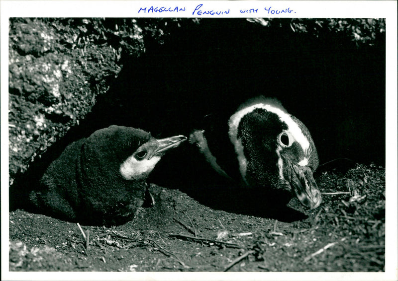 Penguin - Vintage Photograph