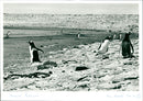 Penguins - Vintage Photograph