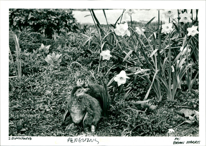 Penguins - Vintage Photograph