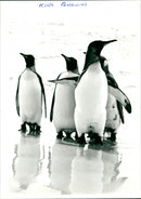 Penguins - Vintage Photograph