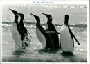 Penguins - Vintage Photograph