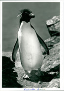 Penguin - Vintage Photograph