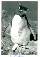 Penguin - Vintage Photograph