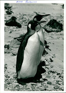 Penguins - Vintage Photograph