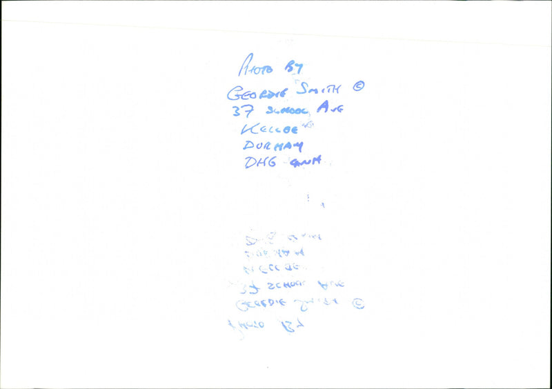 Penguins - Vintage Photograph