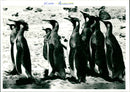 Penguins - Vintage Photograph