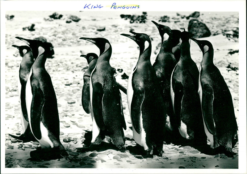 Penguins - Vintage Photograph