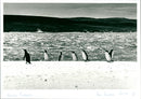 Penguins - Vintage Photograph