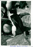 Penguin - Vintage Photograph