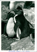 Penguins - Vintage Photograph