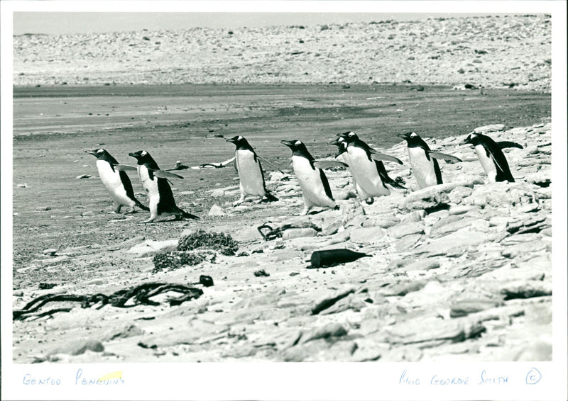 Penguins - Vintage Photograph