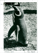 Penguin - Vintage Photograph