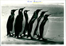 Penguins - Vintage Photograph