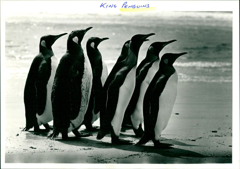 Penguins - Vintage Photograph