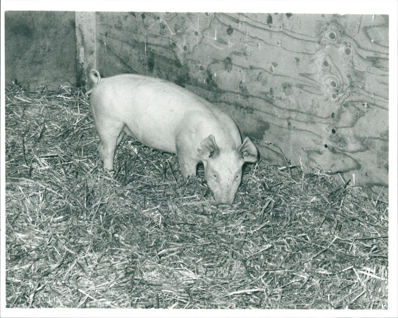 Pigs - Vintage Photograph