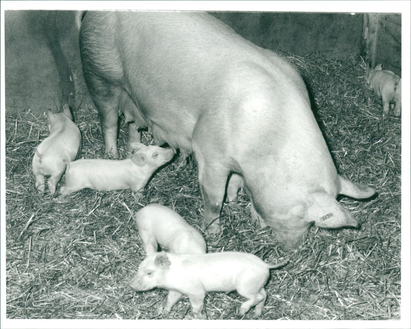 Pigs - Vintage Photograph