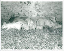 Pigs - Vintage Photograph