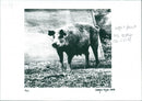 Pigs - Vintage Photograph