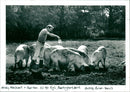 Pigs - Vintage Photograph