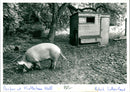 Pig - Vintage Photograph