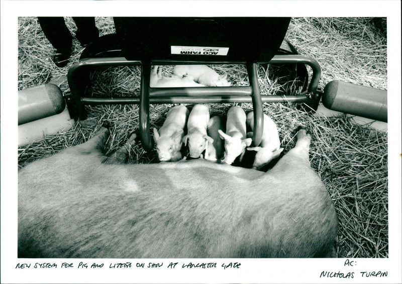 Pigs - Vintage Photograph