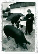 Pig - Vintage Photograph