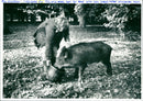 Pig - Vintage Photograph