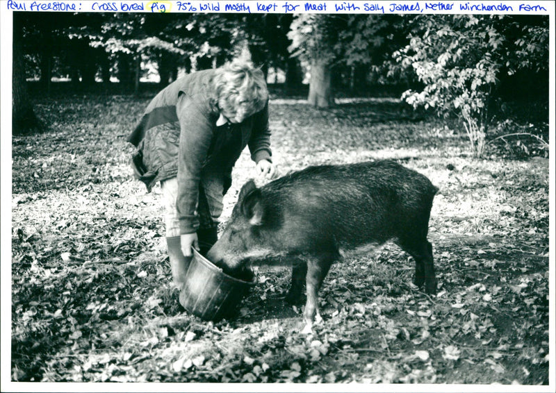 Pig - Vintage Photograph