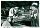 Pigs - Vintage Photograph