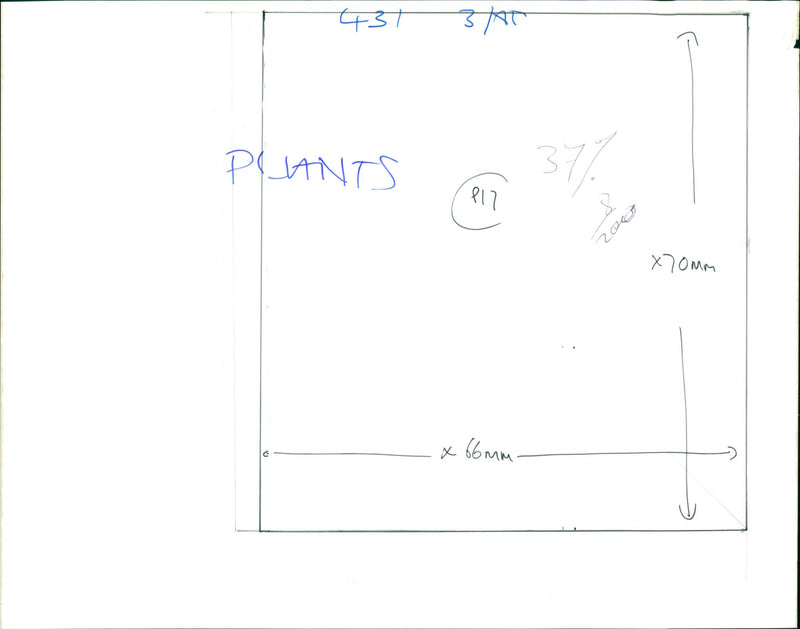 Plants - Vintage Photograph